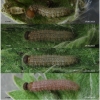 musch cribrellum larva4 volg111